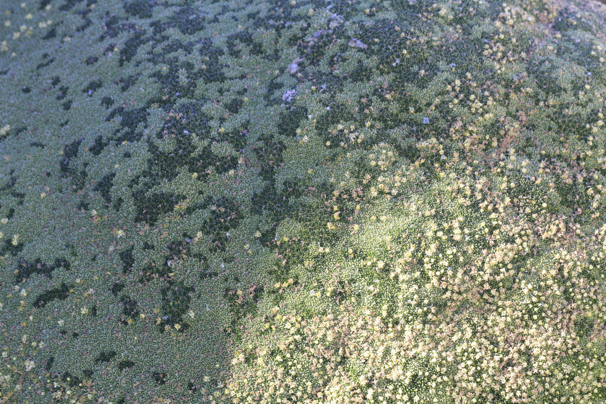 Yareta (Azorella compacta)