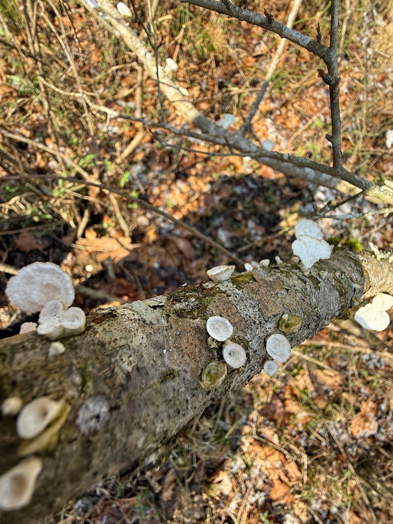 Trametes conchifer · March 2026 · photo: © aviatrix-79 (iNaturalist, cc-by-sa)