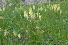 Pedicularis incarnata