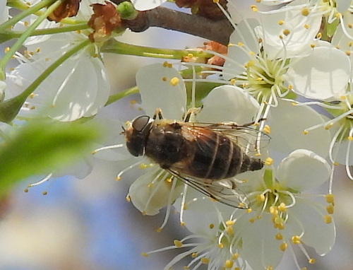 Unknown species found near Washington County, TN, USA