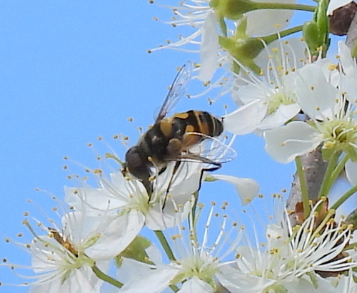 Unknown species found near Washington County, TN, USA
