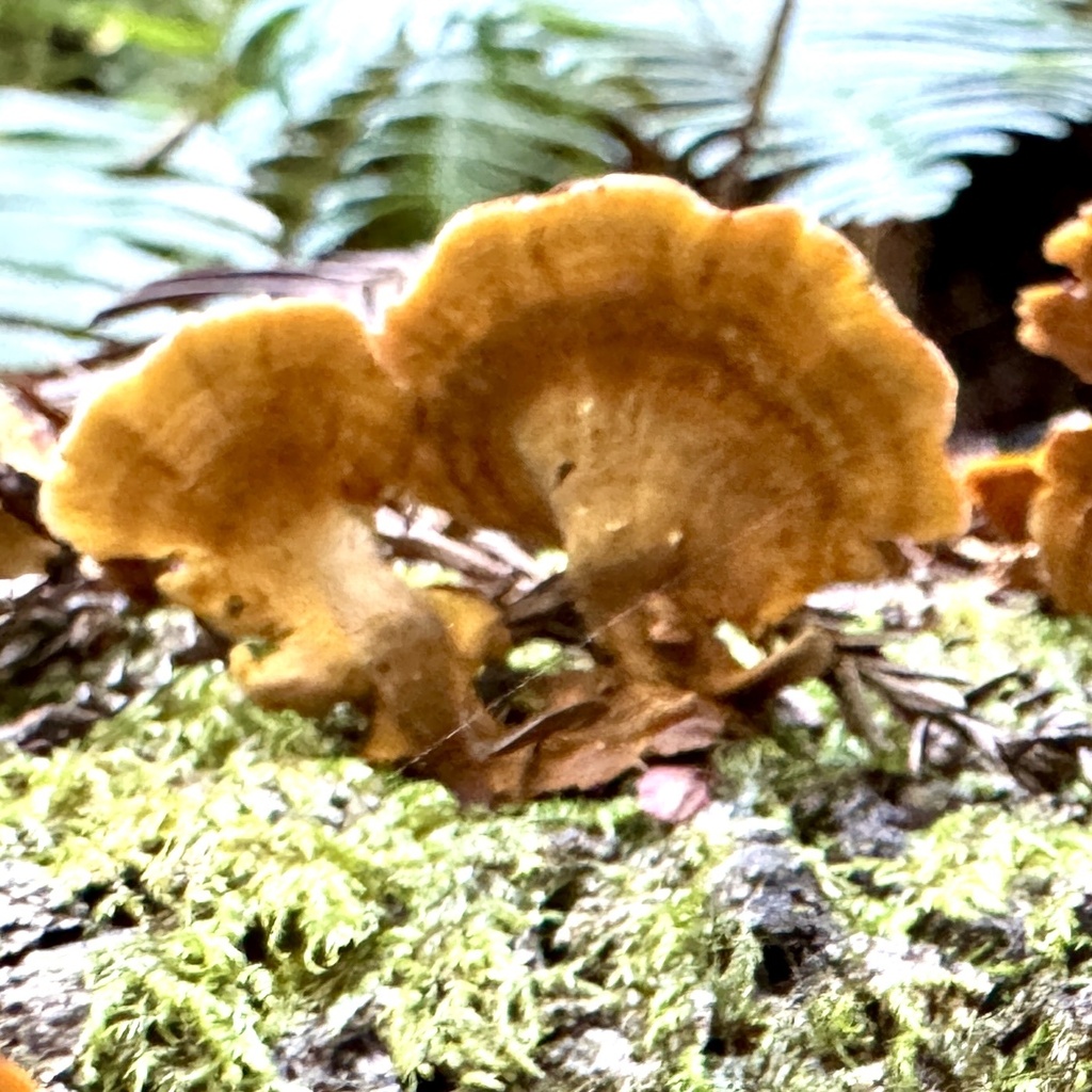 Stereum hirsutum · March 2026 · photo: © karenoffereins (iNaturalist, cc-by)