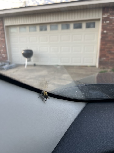 Unknown species found near E 90 Rd, Miami, OK, US