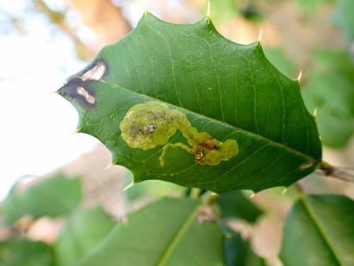 Unknown species found near Tamarack Rd & Northcrest Dr, Colesville, MD 20904, USA