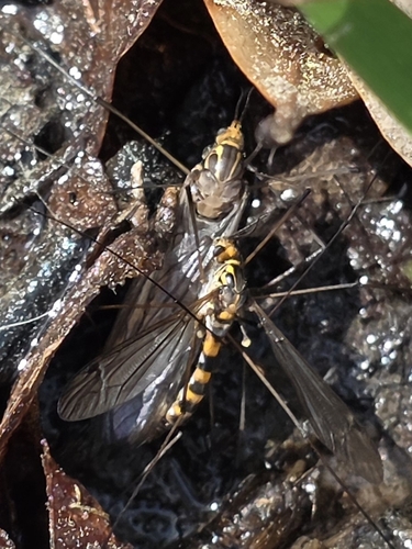 Unknown species found near Lithia Springs, GA 30122, USA