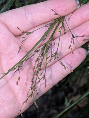 Exocarya sclerioides, 2026-03-26