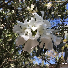 Nerium oleander