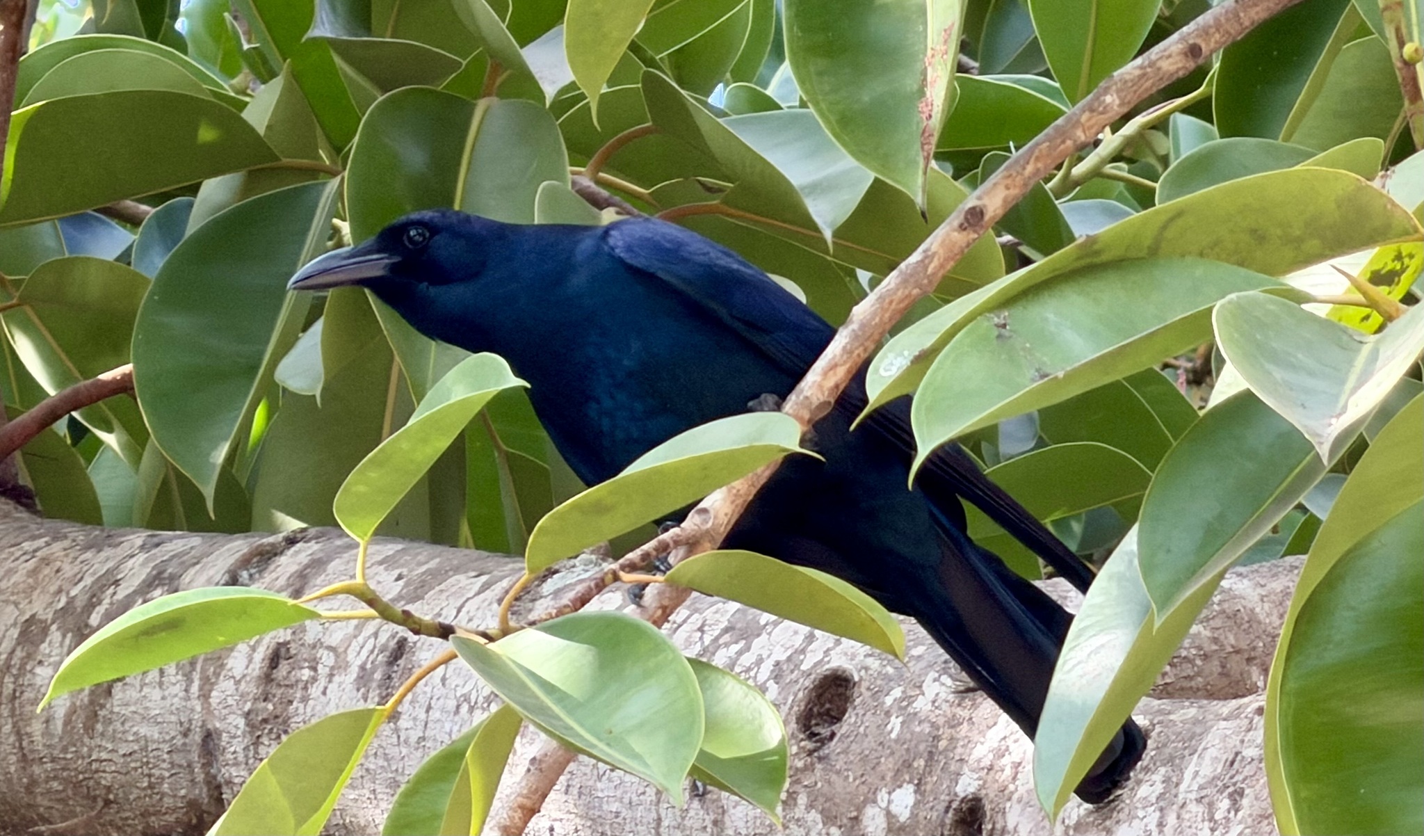 Sinaloa Crow (Corvus sinaloae), photo 2