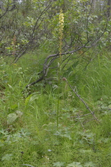 Pedicularis incarnata