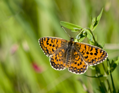 Melitaea trivia