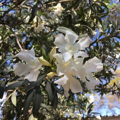 Nerium oleander