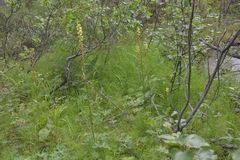 Pedicularis incarnata