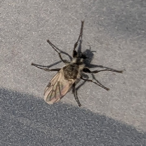 Unknown species found near Sunnyvale West, Sunnyvale, CA, USA