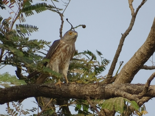 Shikra