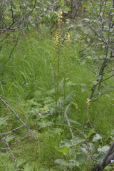 Pedicularis incarnata
