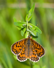 Melitaea trivia