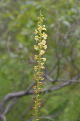 Pedicularis incarnata