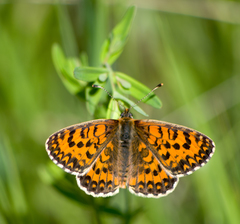 Melitaea trivia