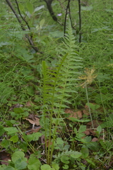 Pedicularis incarnata