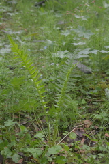 Pedicularis incarnata