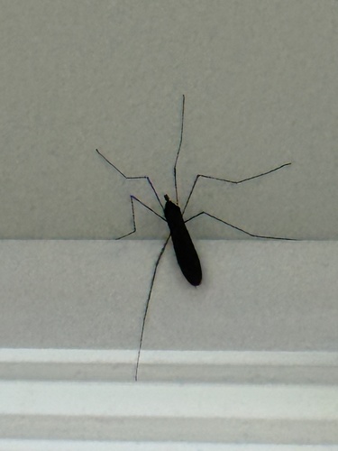 Unknown species found near Leimert Blvd, Oakland, CA, US