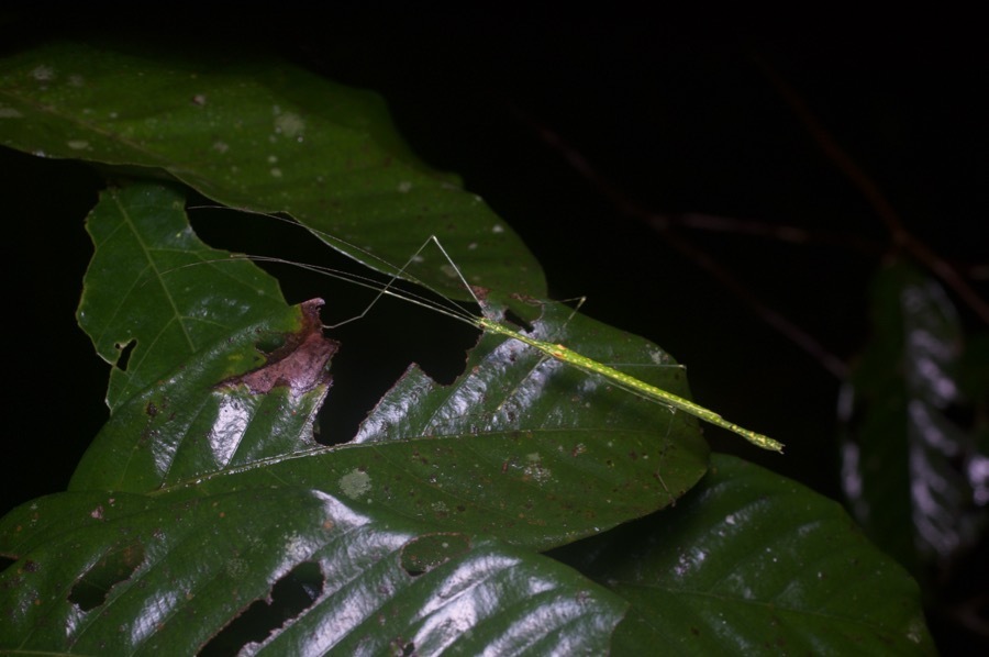 Spotted Flying Stick