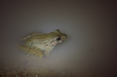 Limnonectes blythii