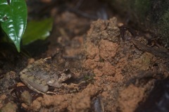 Limnonectes malesianus