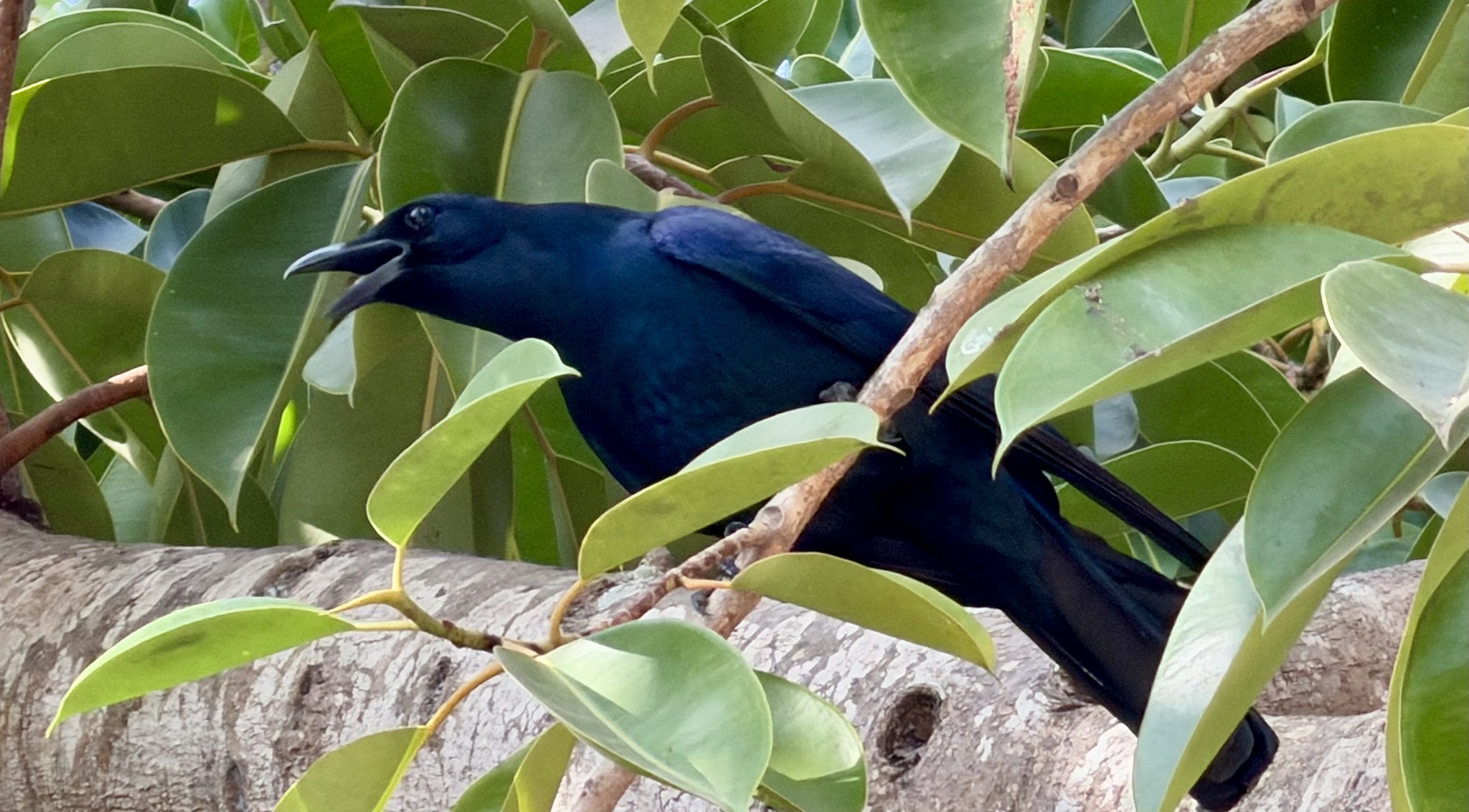 Sinaloa Crow (Corvus sinaloae), photo 3