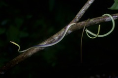 Dendrelaphis cyanochloris