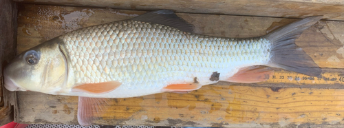 Silver redhorse (Moxostoma anisurum) — Catostomidae