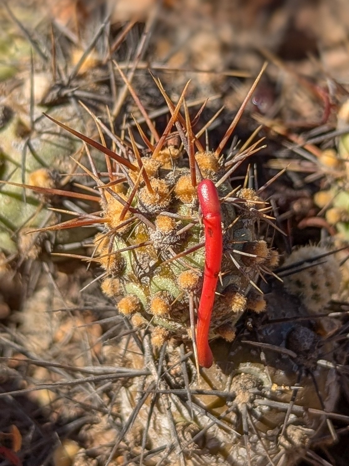 Chilean Cactus Mistletoe (Tristerix aphyllus)