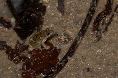 Limnonectes blythii