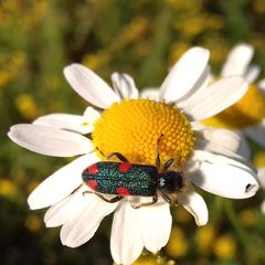 Trichodes quadriguttatus