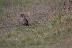 Turdus iliacus coburni
