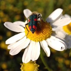 Trichodes quadriguttatus