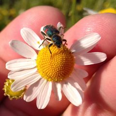 Trichodes quadriguttatus
