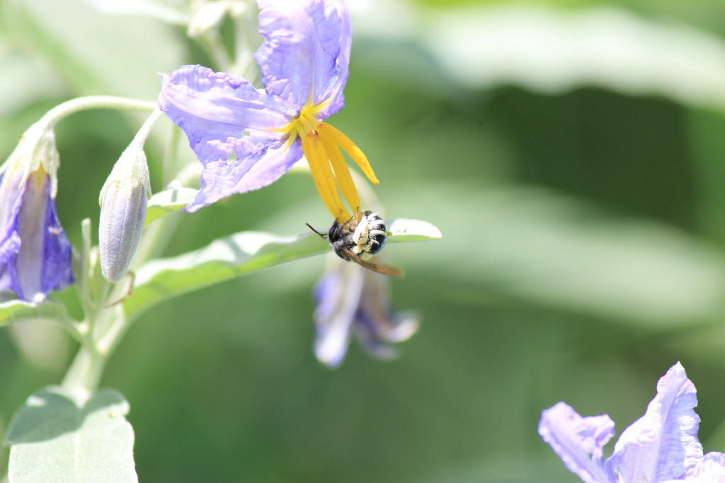 Nomia foxii
