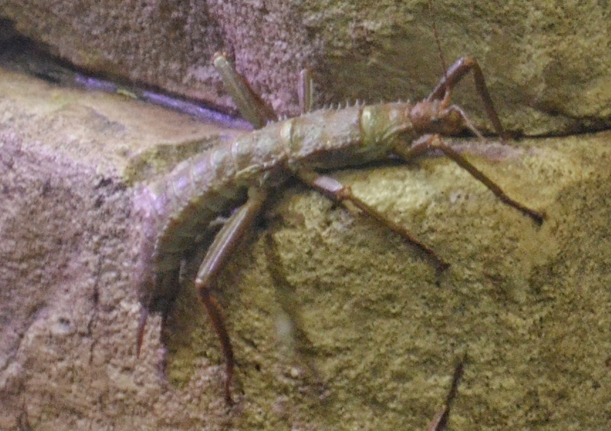 Eurycantha calcarata  (♂約10cm) (♀約13cm) Eurycantha calcarata - Wikipedia