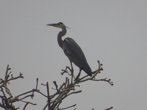 Grey Heron