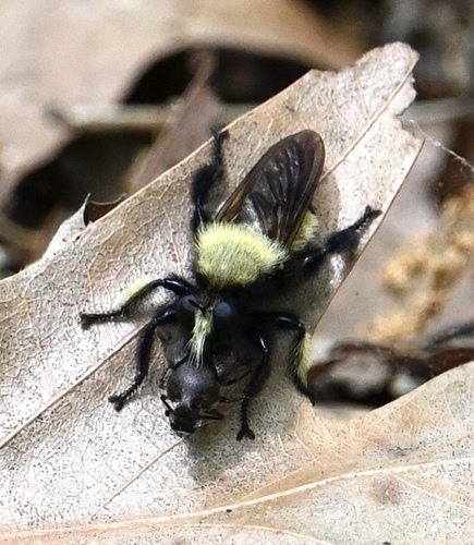 Unknown species found near West Feliciana Parish, LA, USA