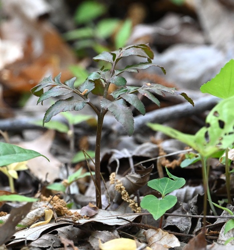 sparse-lobed grapefern (Sceptridium biternatum)