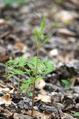 Botrychium virginianum, photograph Amber M. King, CC BY, iNaturalist via GBIF