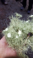 Usnea quasirigida