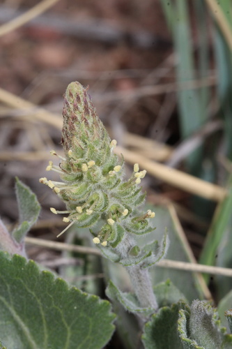 Wyoming kittentails (Veronica wyomingensis)