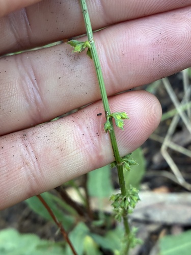 Rumex brownii iNat (2)
