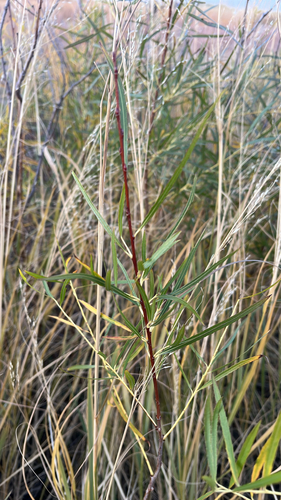 interior sandbar willow (Salix interior)