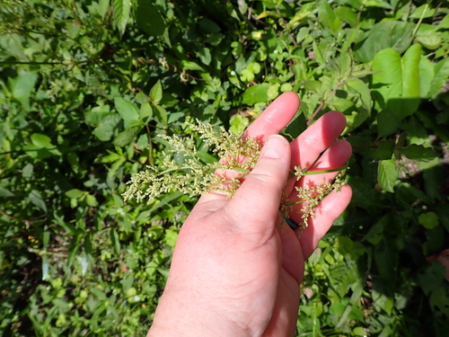 Juba's Bush (Iresine diffusa)