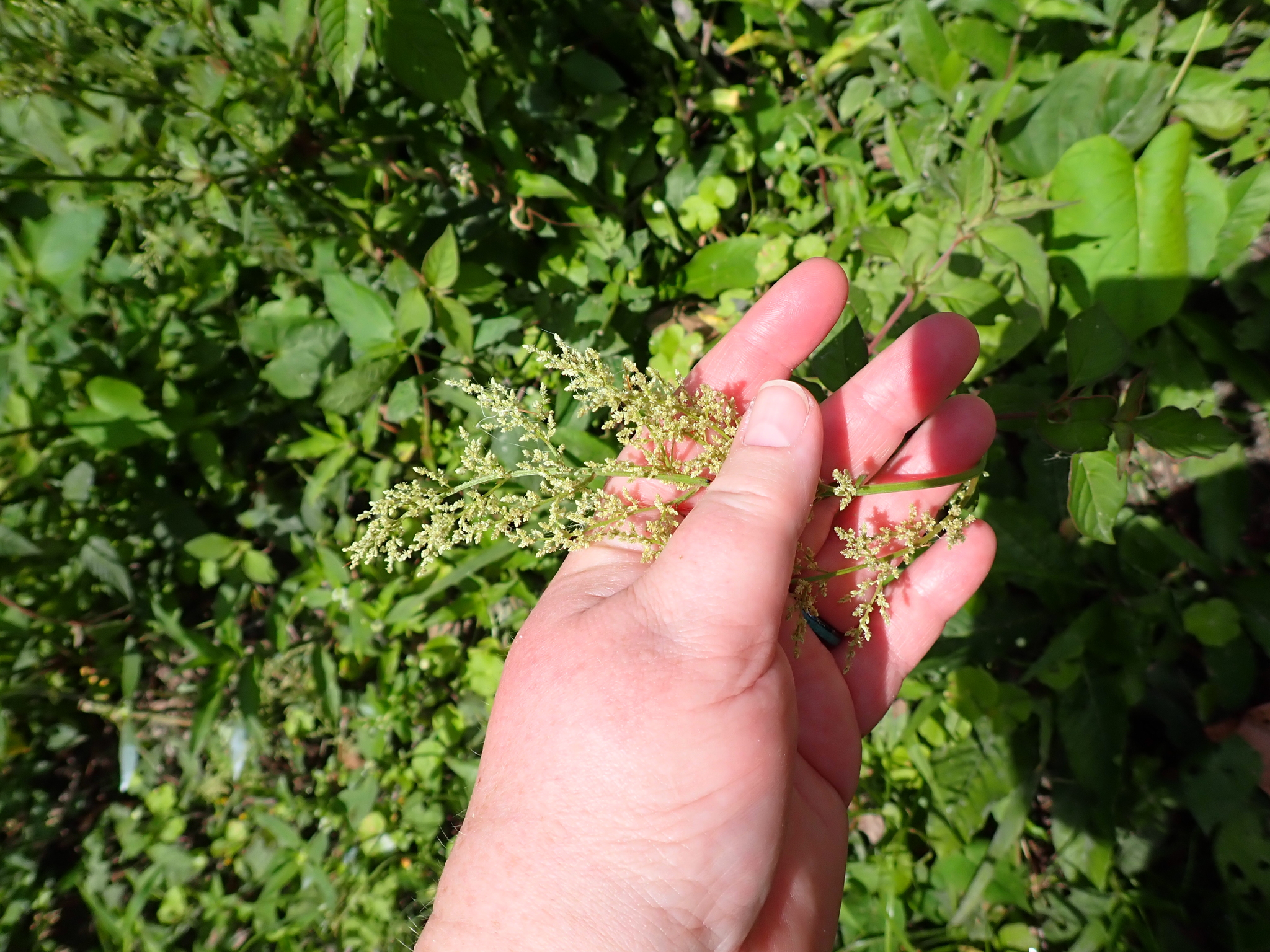 Juba's Bush (Iresine diffusa)