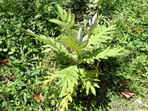 Bocconia arborea, photograph 2